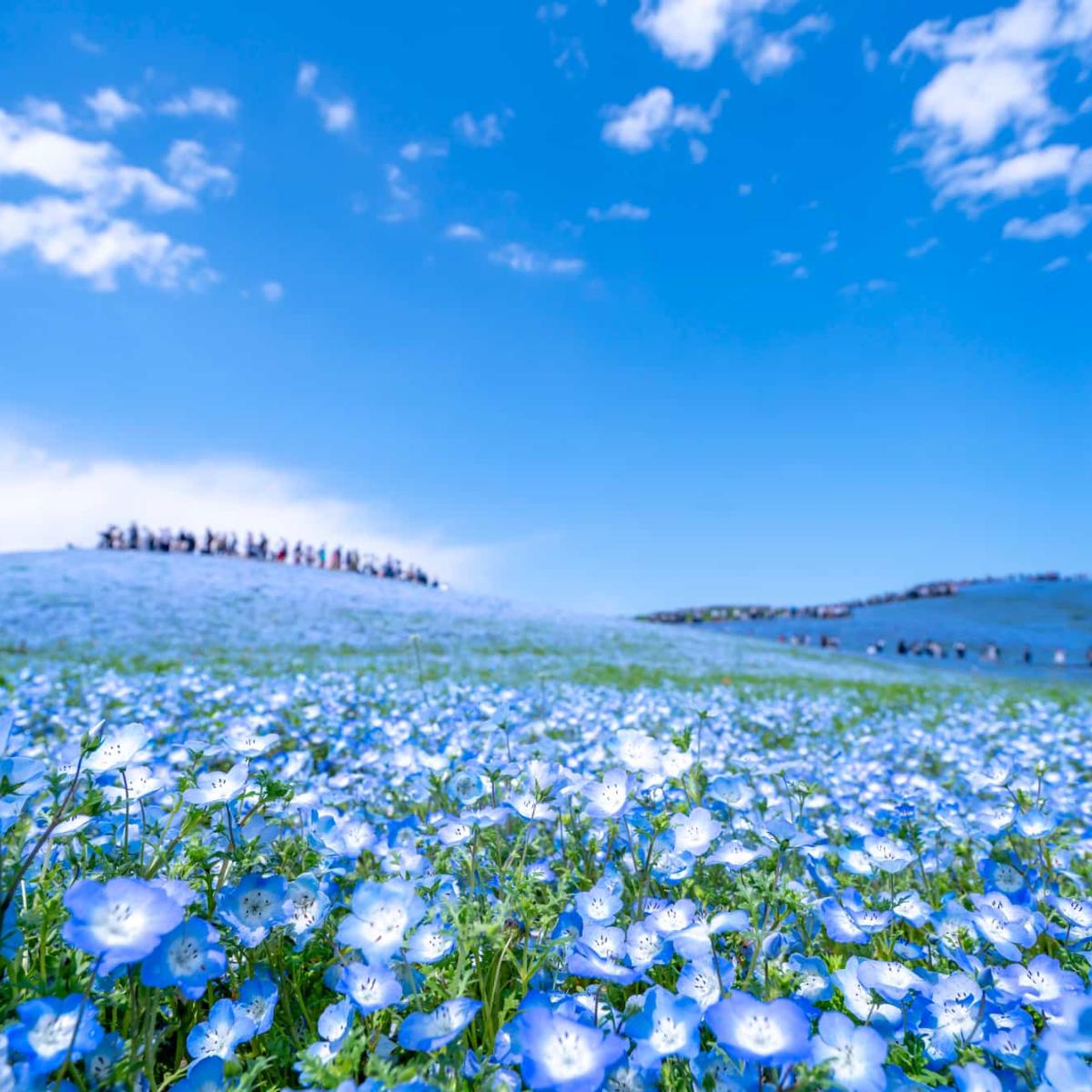 ひたち海浜公園】2026年ネモフィラの見頃はいつ？開花時期は？｜THE